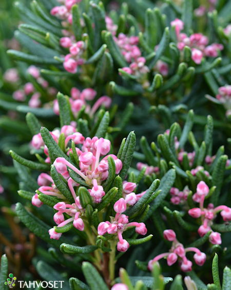 Andromeda polifolia 'Blue Ice', suokukka